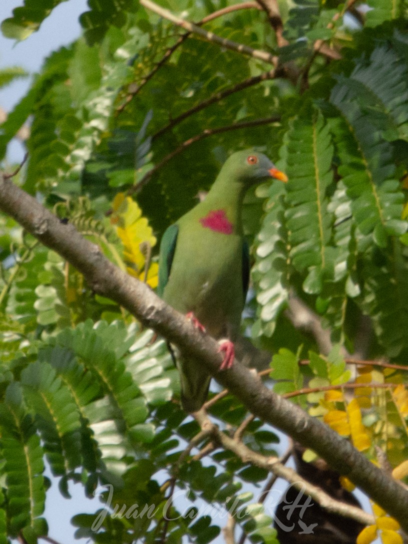 Claret-breasted Fruit-Dove - ML625386698