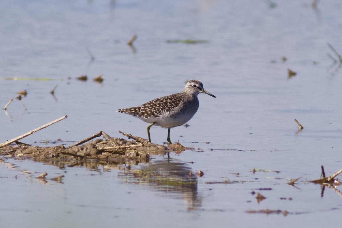 Wood Sandpiper - ML625386717