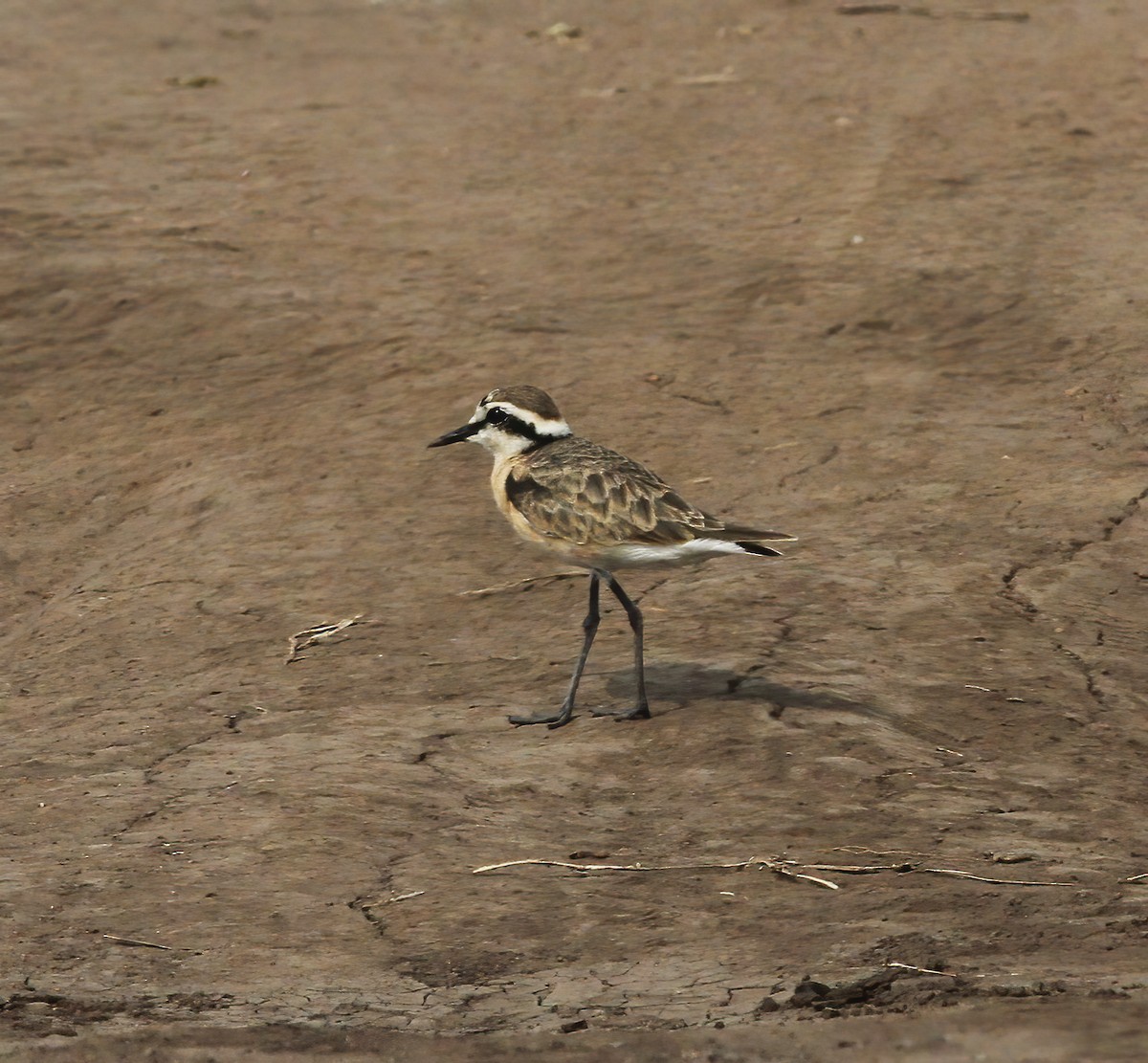 Kittlitz's Plover - ML625386737