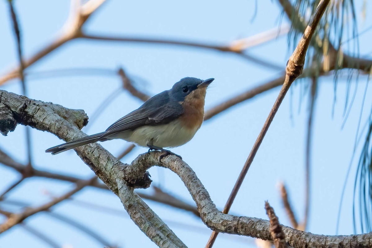 Leaden Flycatcher - ML625386755