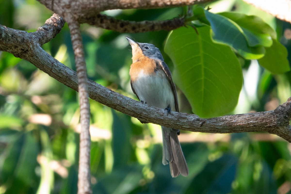 Leaden Flycatcher - ML625386756