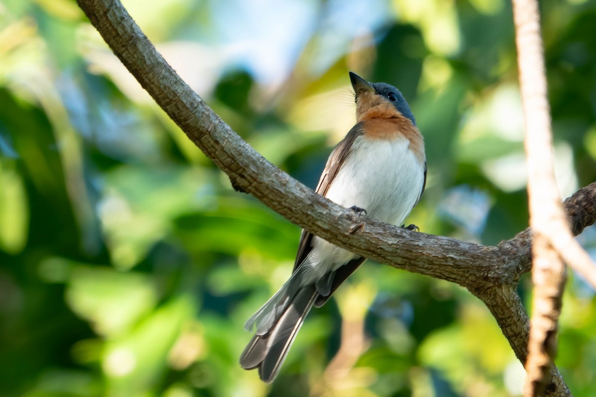 Leaden Flycatcher - ML625386758
