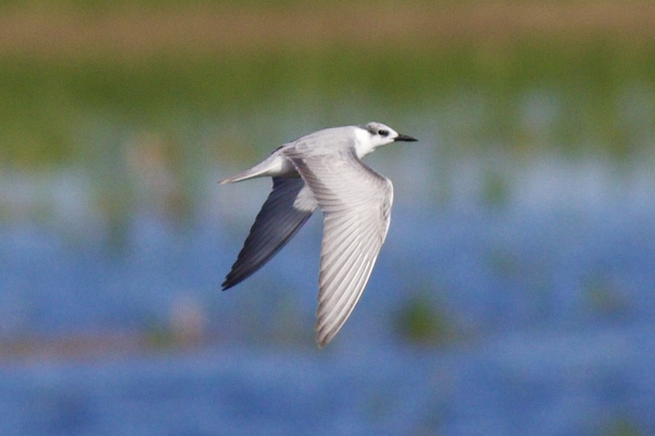 Whiskered Tern - ML625386773