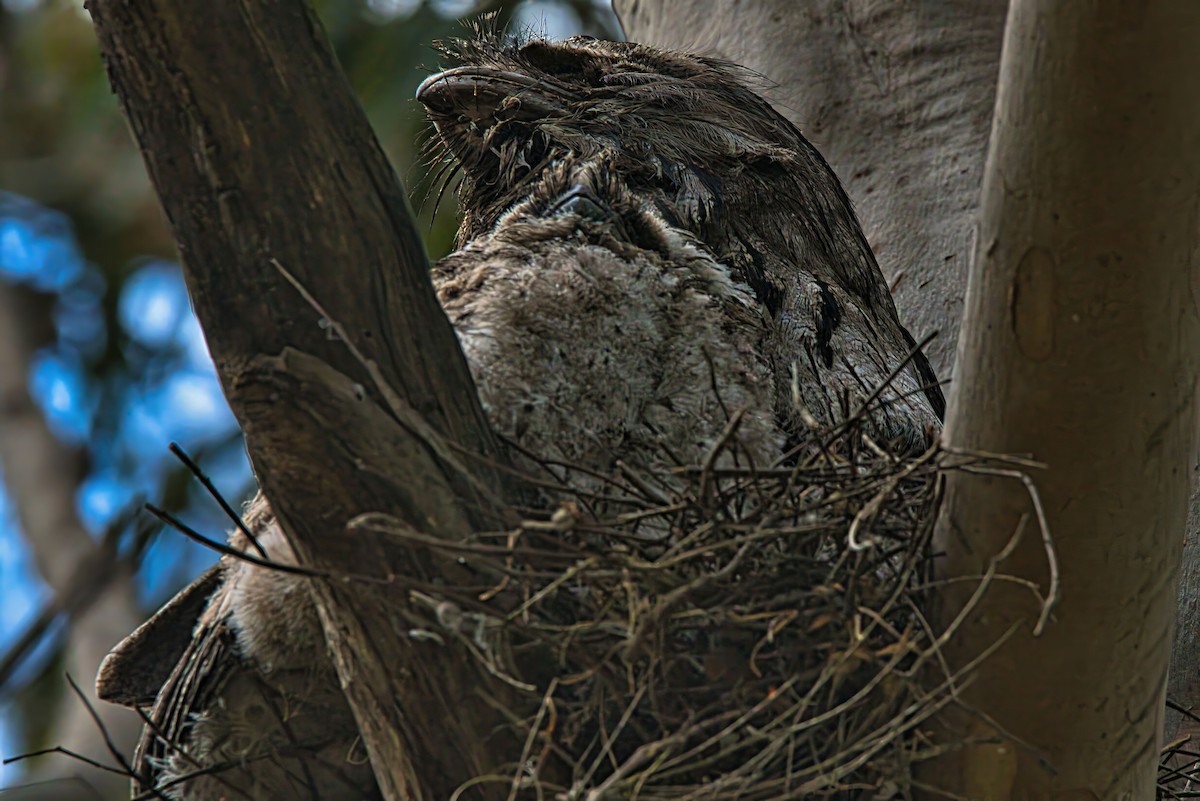 Tawny Frogmouth - ML625386801