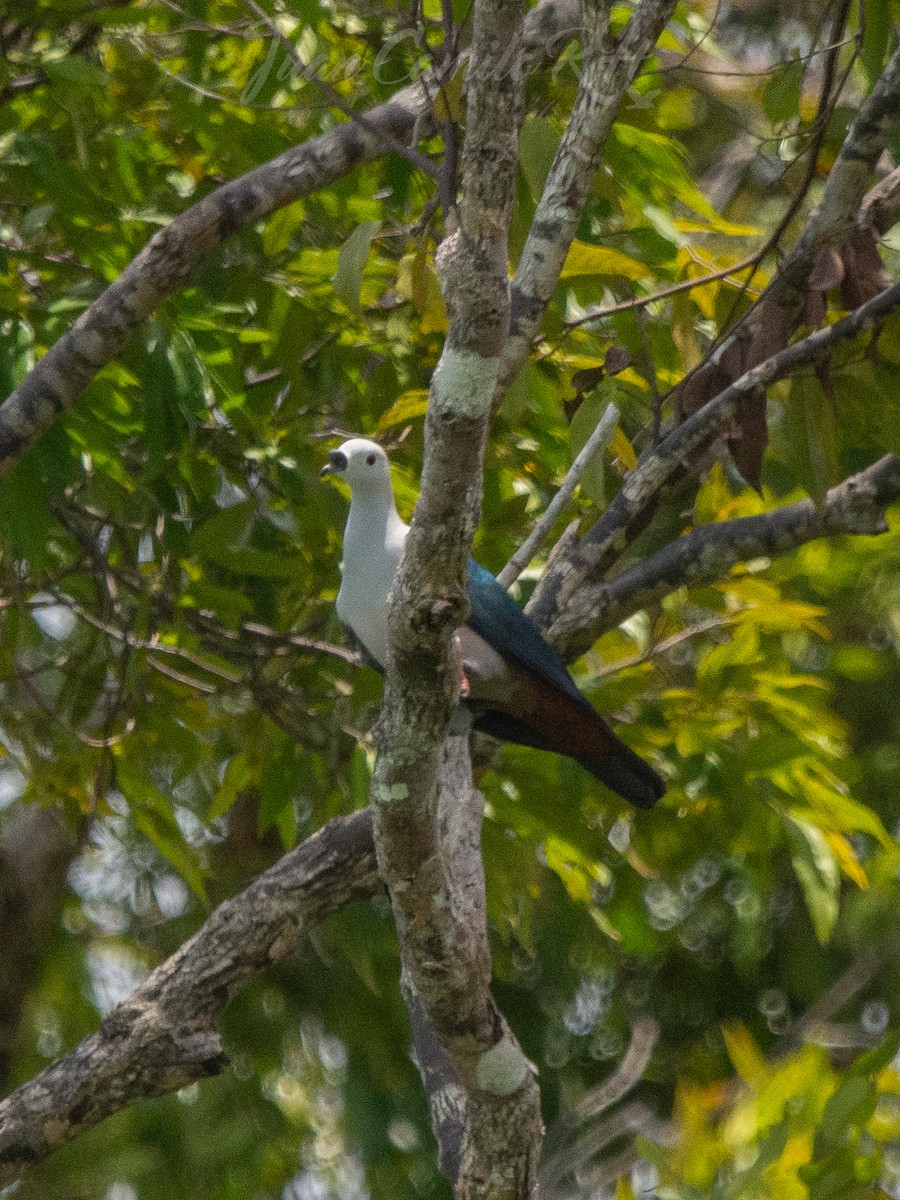 Spice Imperial-Pigeon - ML625386813