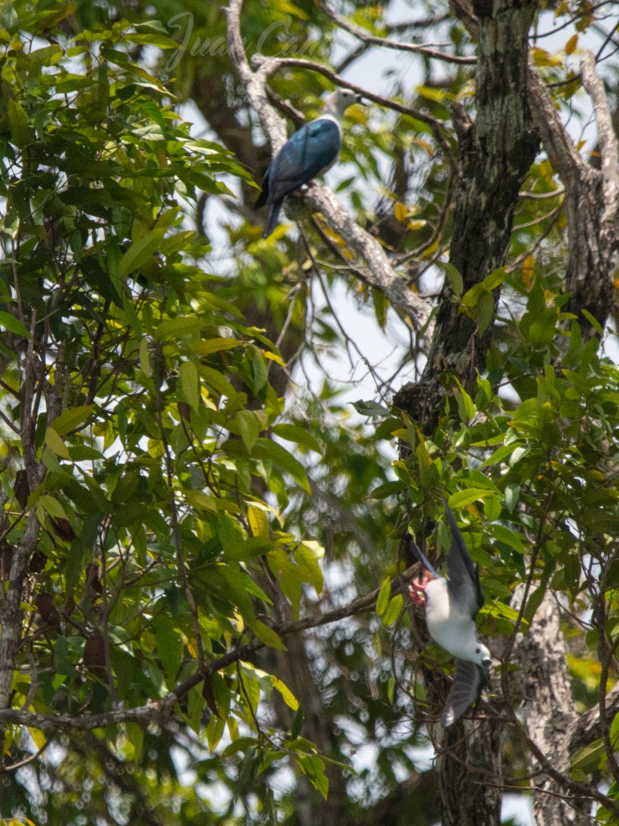 Spice Imperial-Pigeon - ML625386814