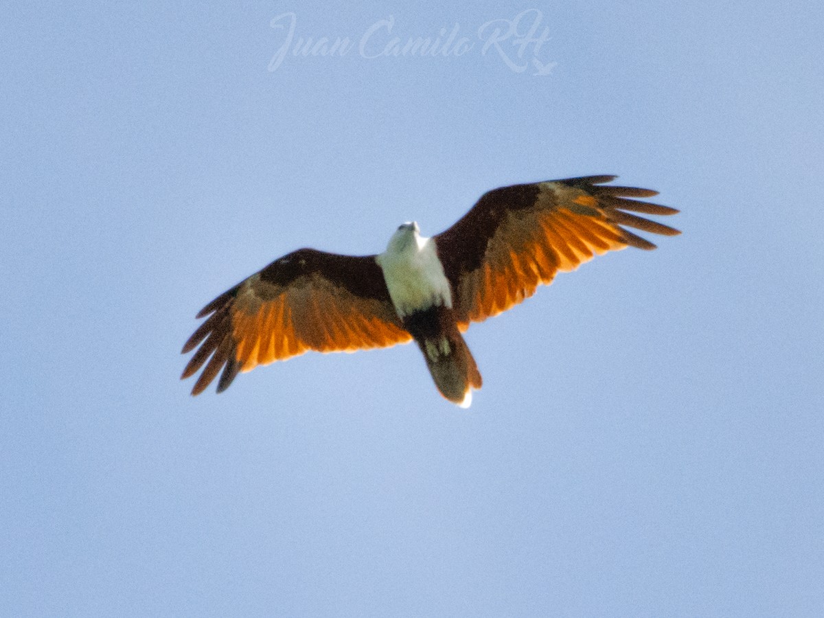 Brahminy Kite - ML625386827