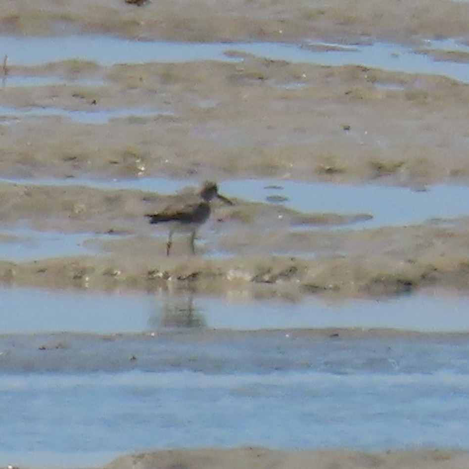 Gray-tailed Tattler - ML625386836