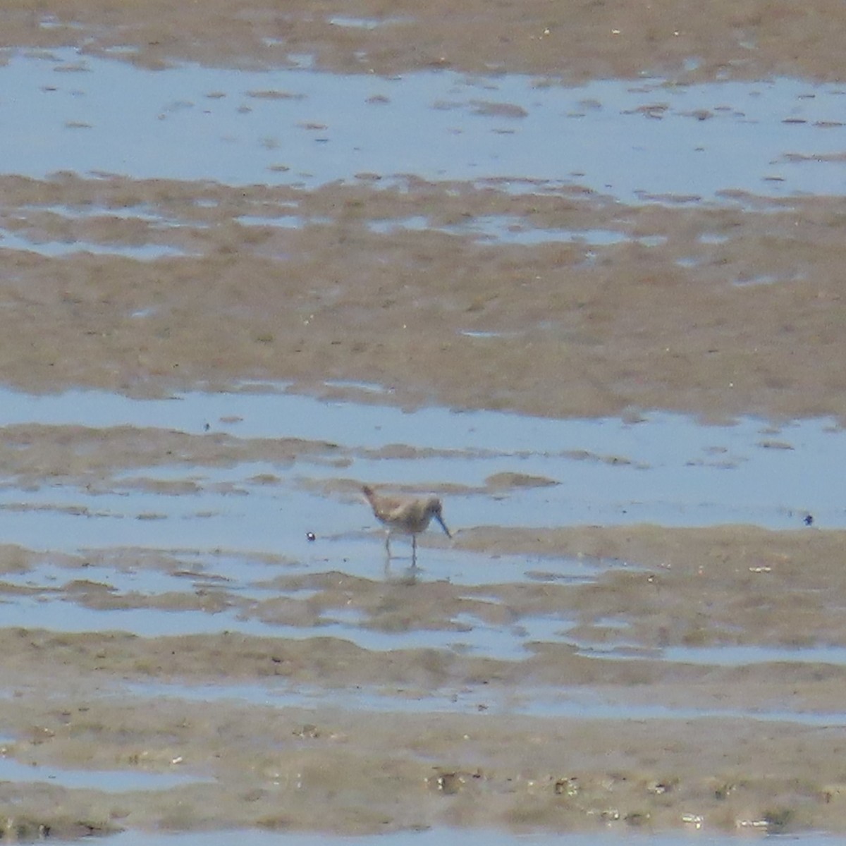 Gray-tailed Tattler - ML625386837