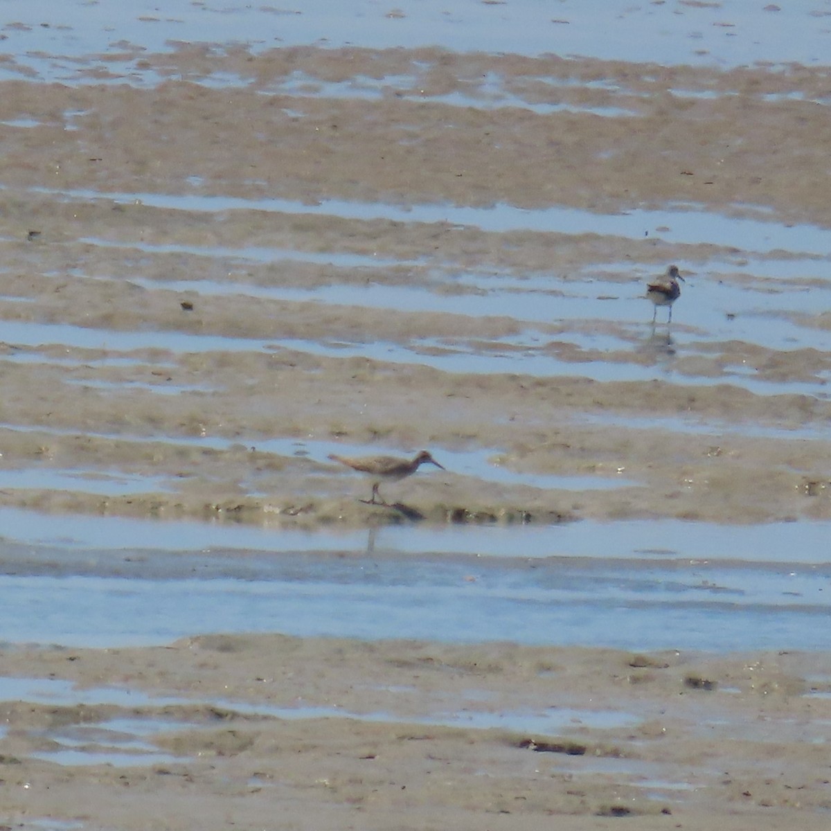 Gray-tailed Tattler - ML625386838