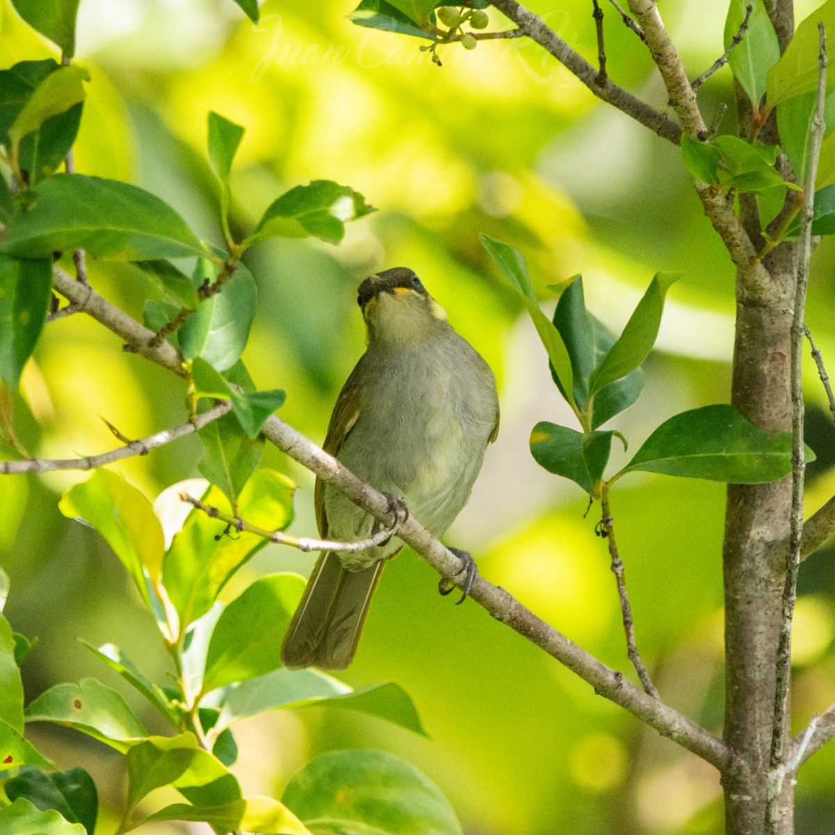 Puff-backed Honeyeater - ML625386871