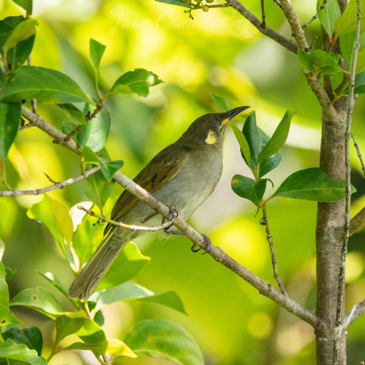 Puff-backed Honeyeater - ML625386872