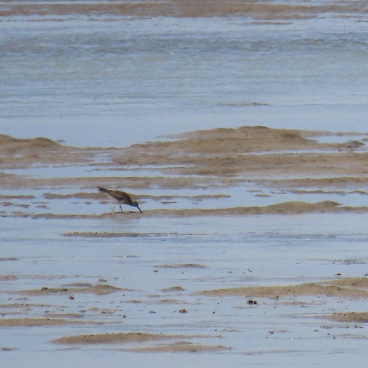 Gray-tailed Tattler - ML625386887