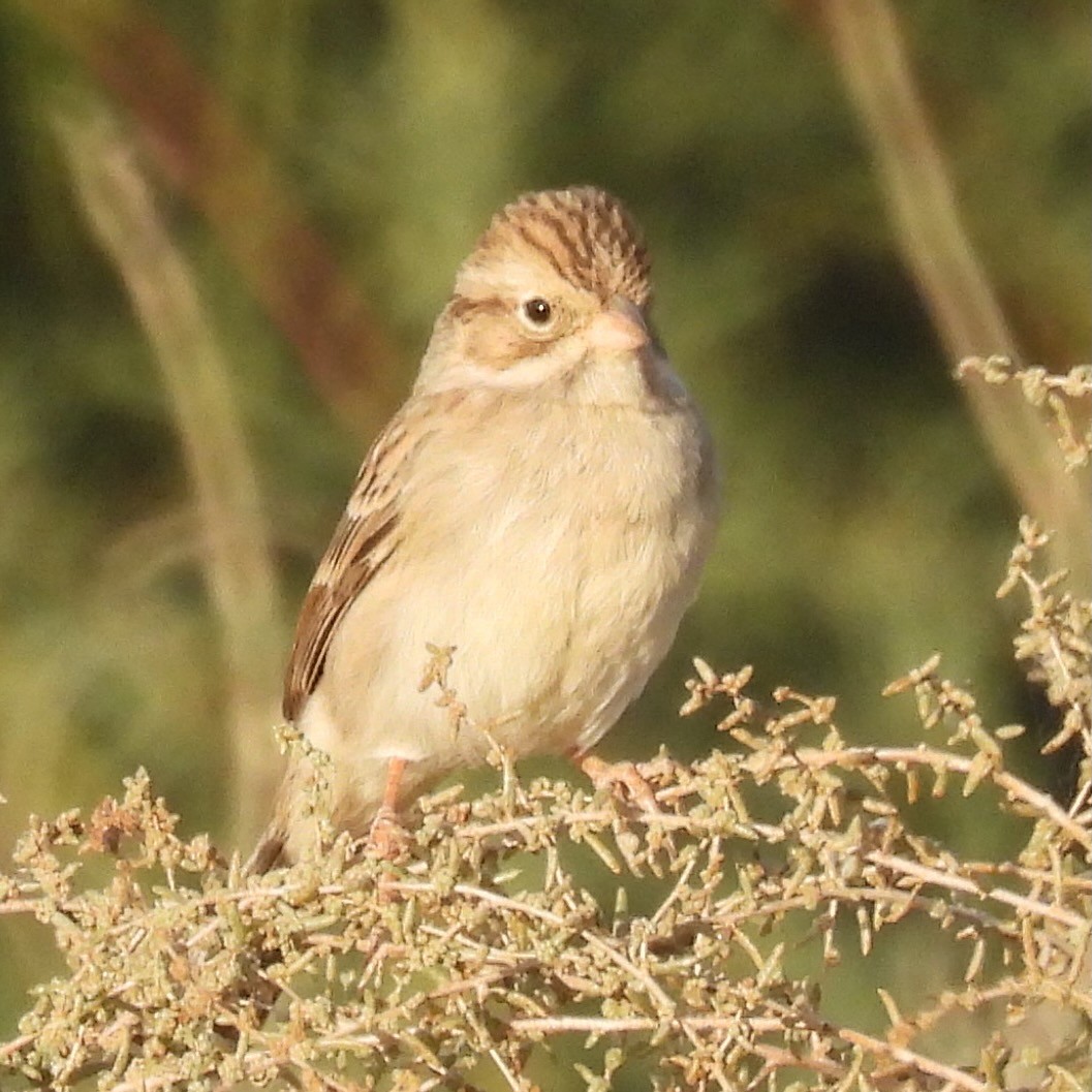 Brewer's Sparrow - ML625386904