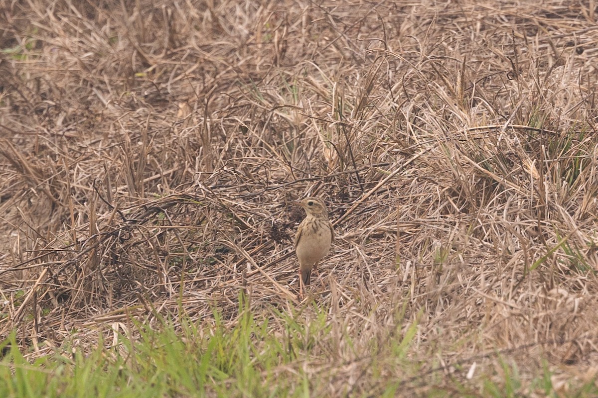 Richard's Pipit - ML625386907