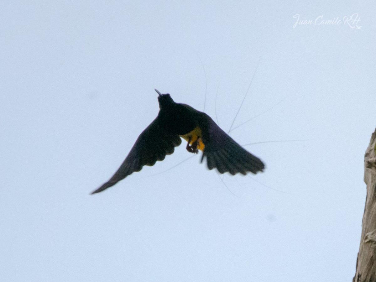 Twelve-wired Bird-of-Paradise - ML625386961