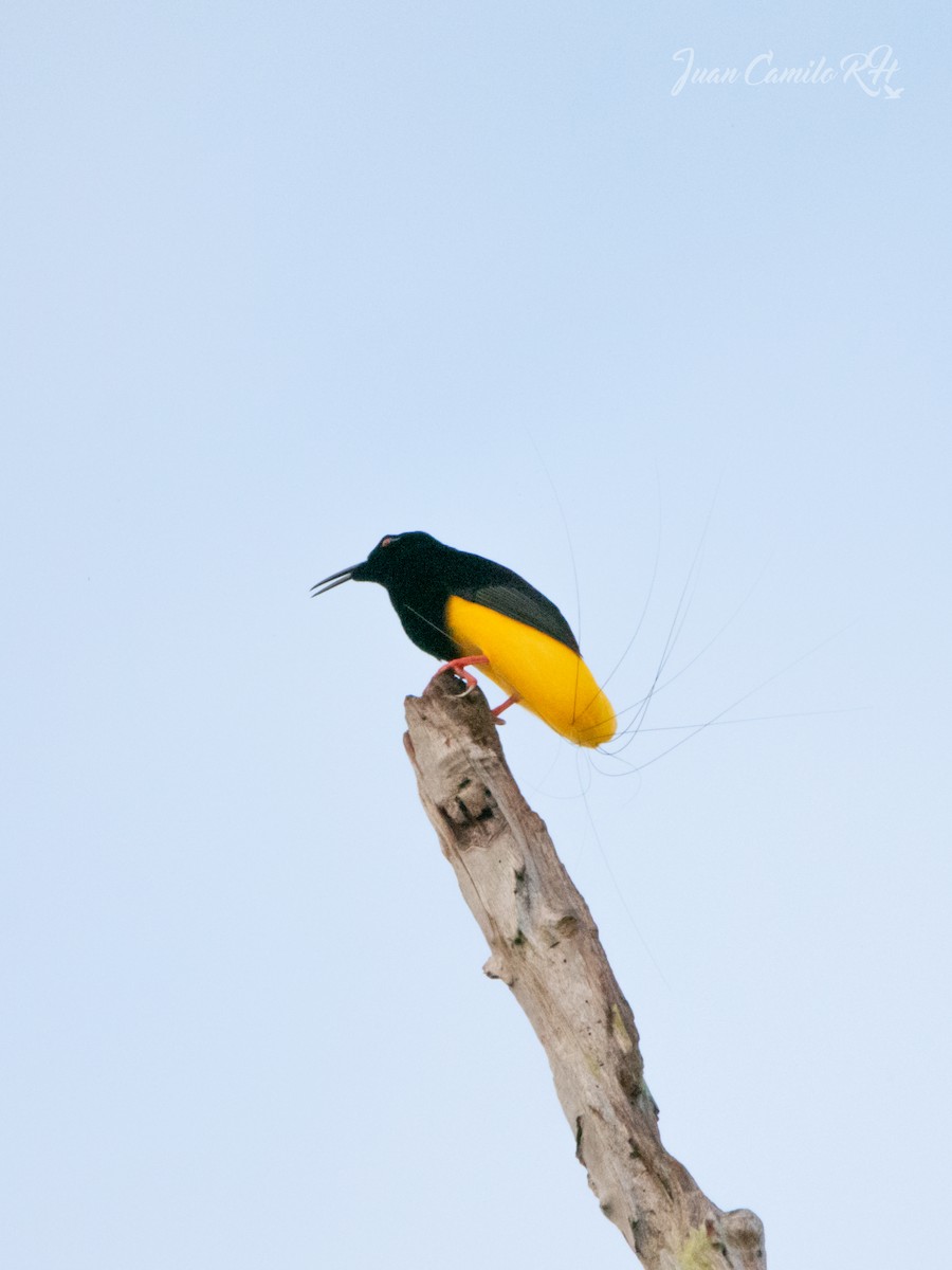 Twelve-wired Bird-of-Paradise - ML625386962