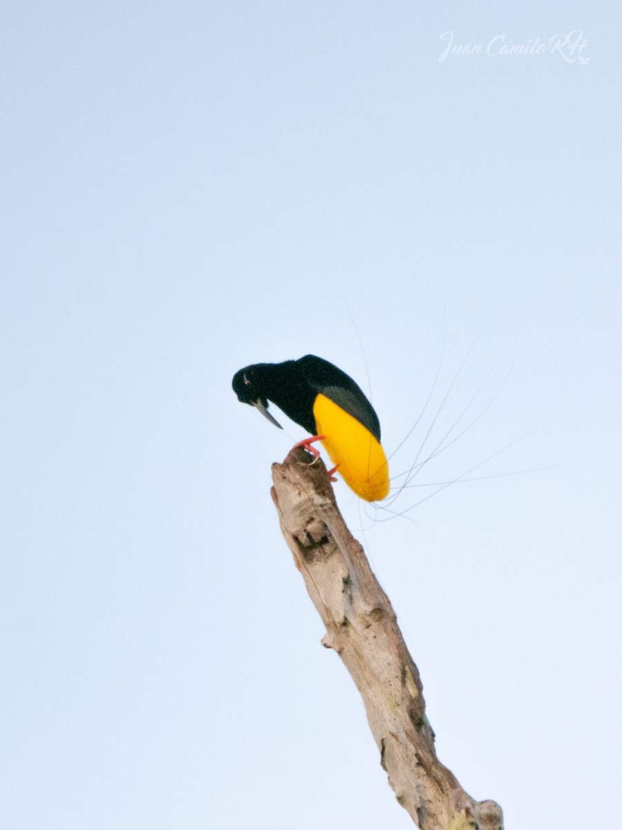 Twelve-wired Bird-of-Paradise - ML625386963