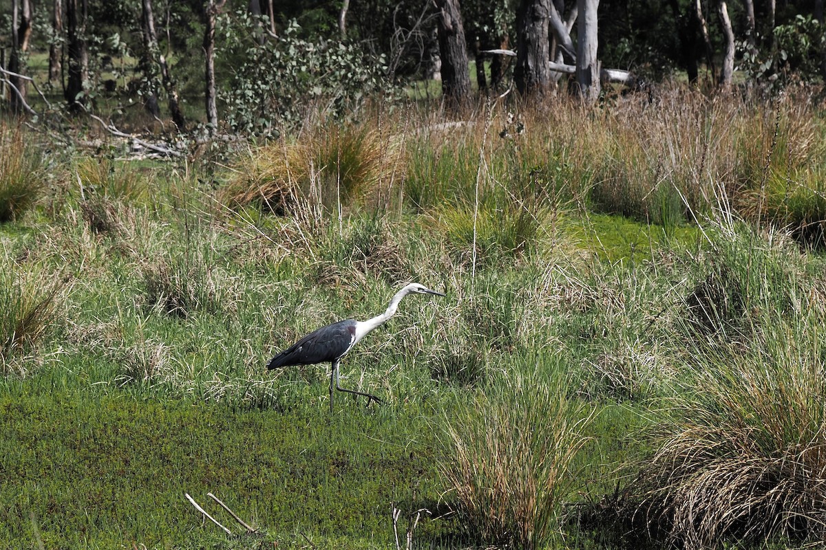 Pacific Heron - ML625386998