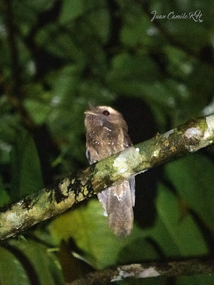 Marbled Frogmouth - ML625387046