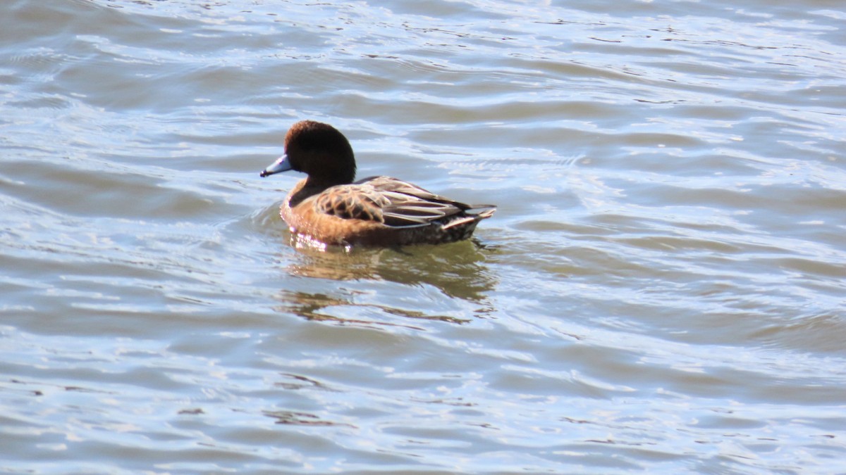 Eurasian Wigeon - ML625387078