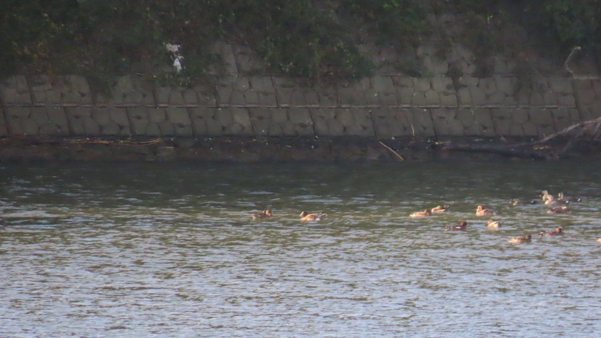 Eurasian Wigeon - YUKIKO ISHIKAWA