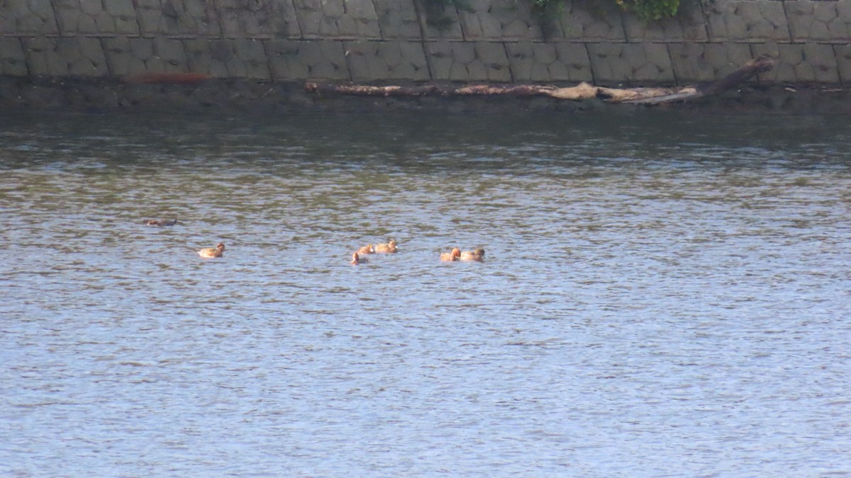 Eurasian Wigeon - ML625387085