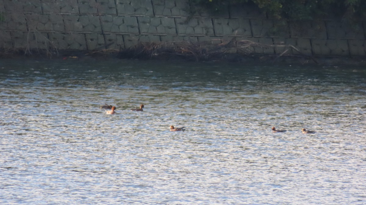 Eurasian Wigeon - ML625387086