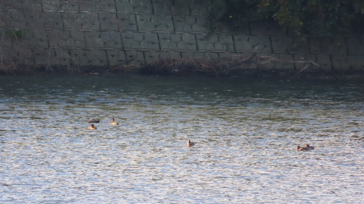 Eurasian Wigeon - ML625387087