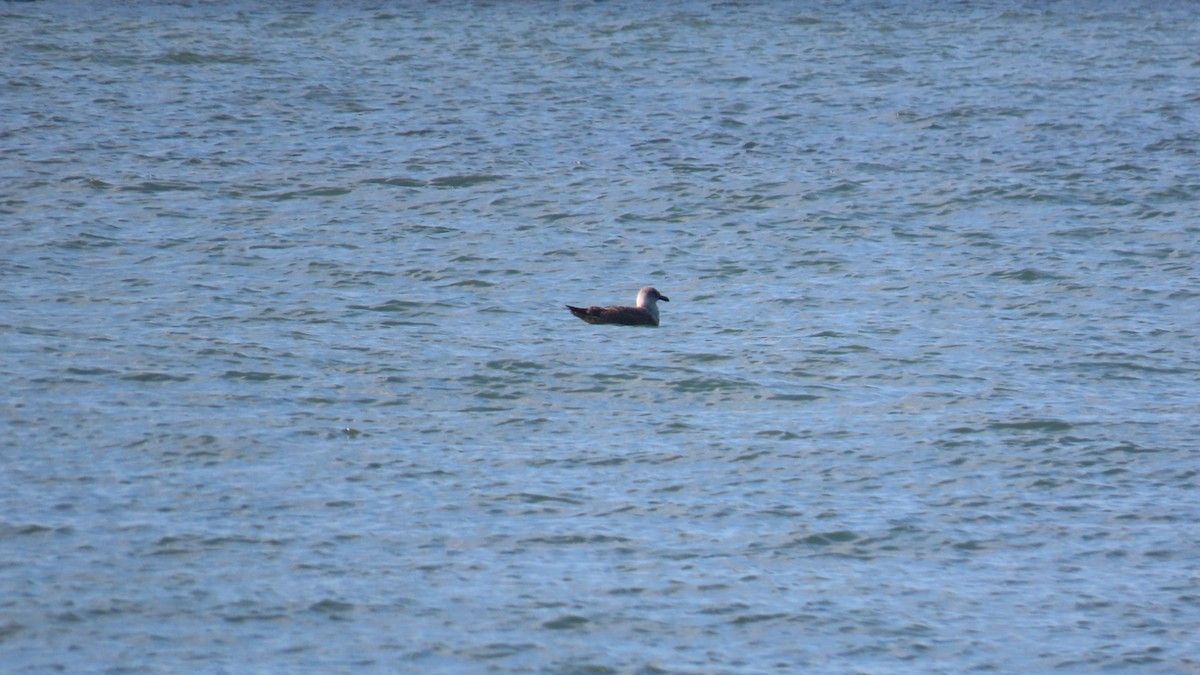 Eurasian Wigeon - ML625387089