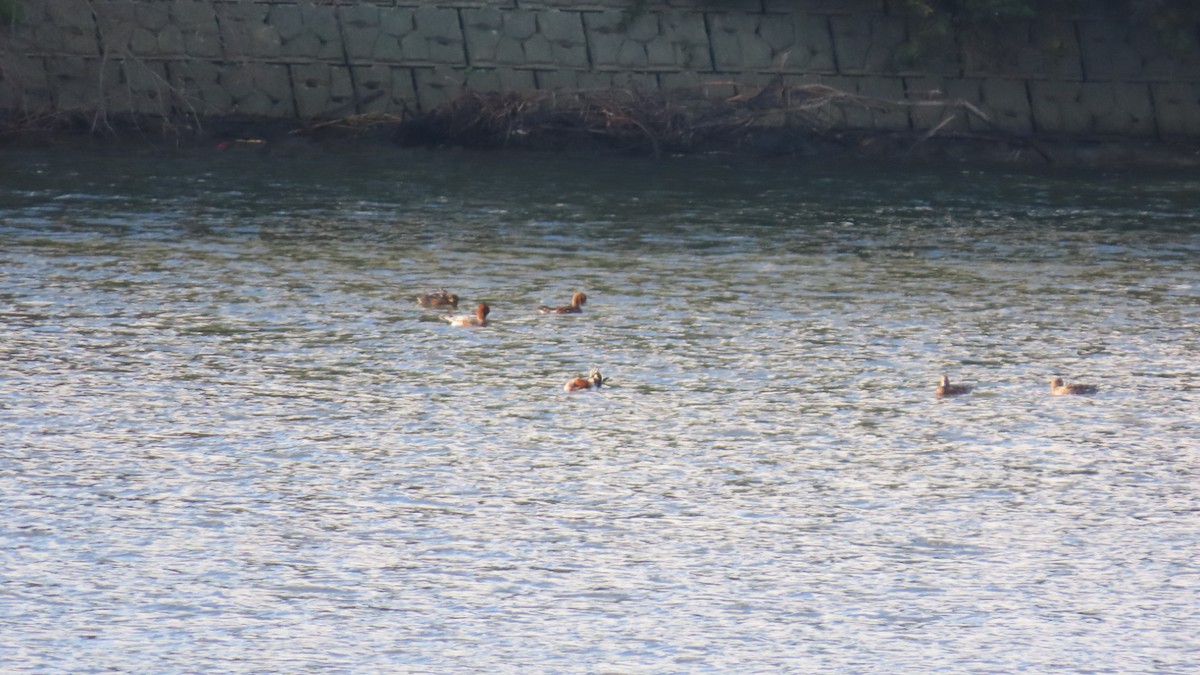 Eurasian Wigeon - ML625387090