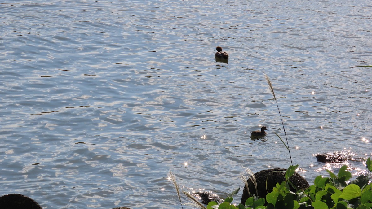 Eurasian Wigeon - ML625387091