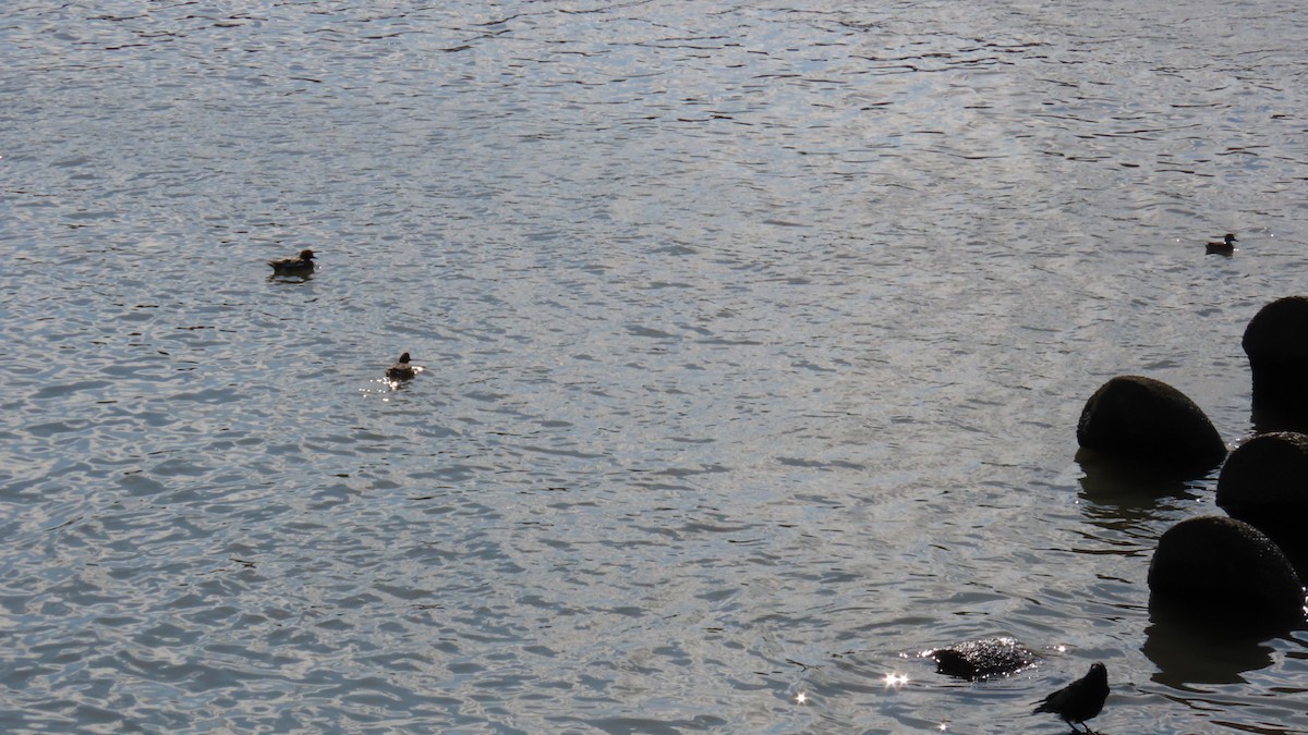 Eurasian Wigeon - ML625387092