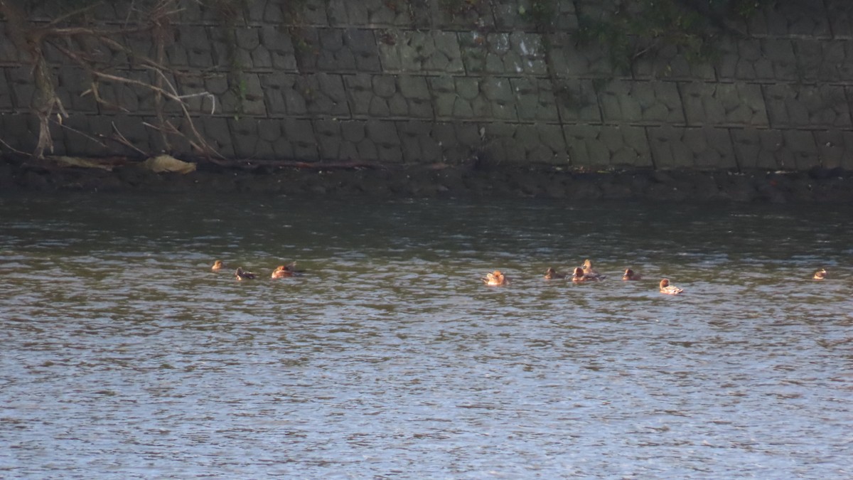 Eurasian Wigeon - ML625387094