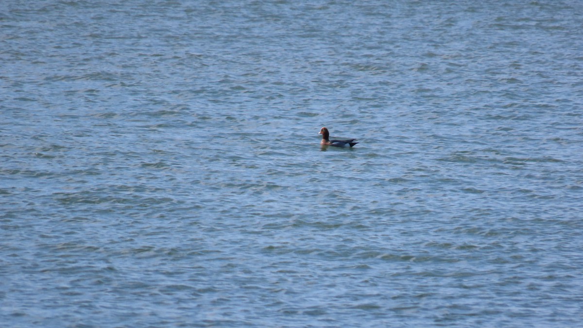 Eurasian Wigeon - ML625387095