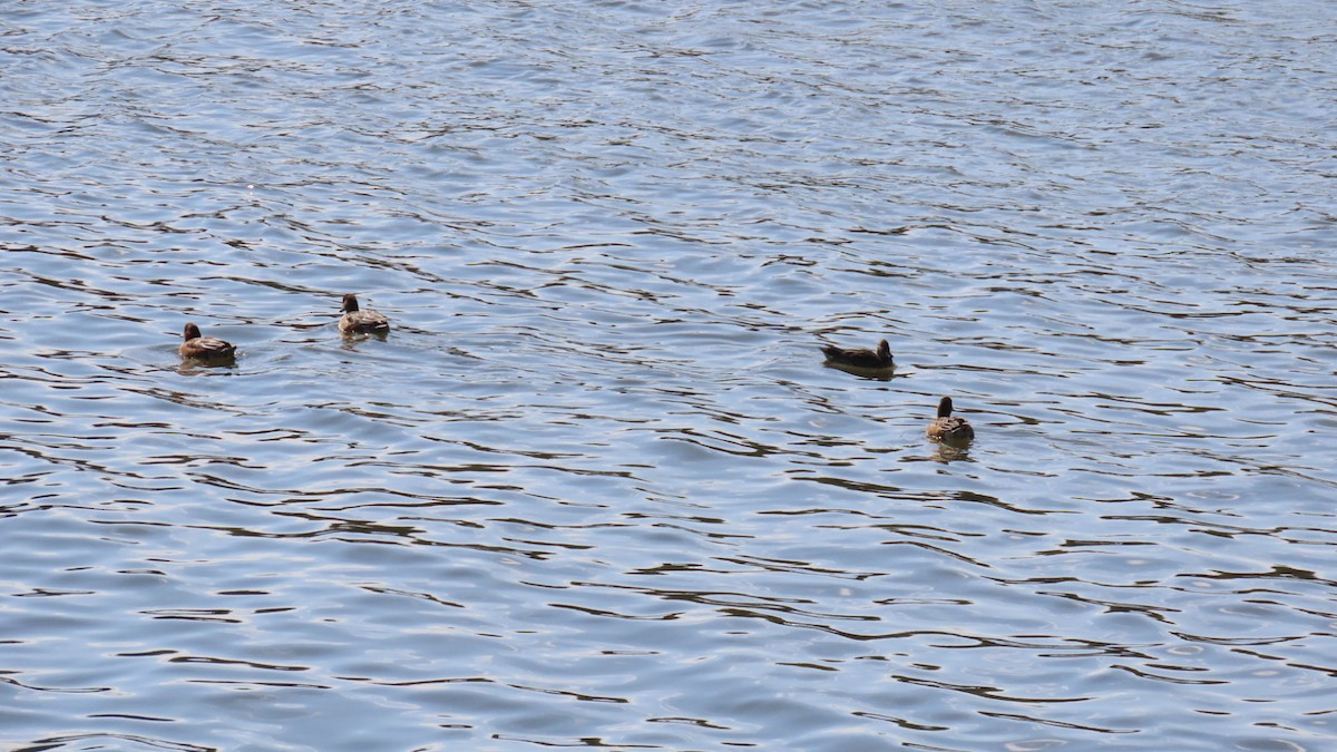 Eurasian Wigeon - ML625387096