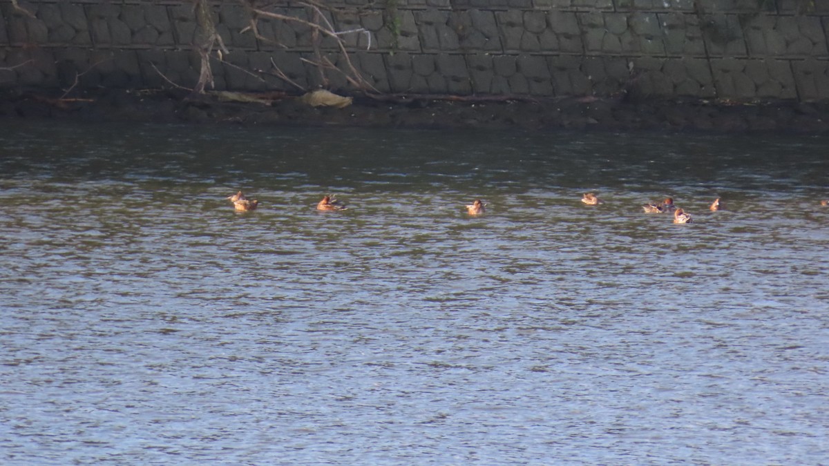 Eurasian Wigeon - ML625387097