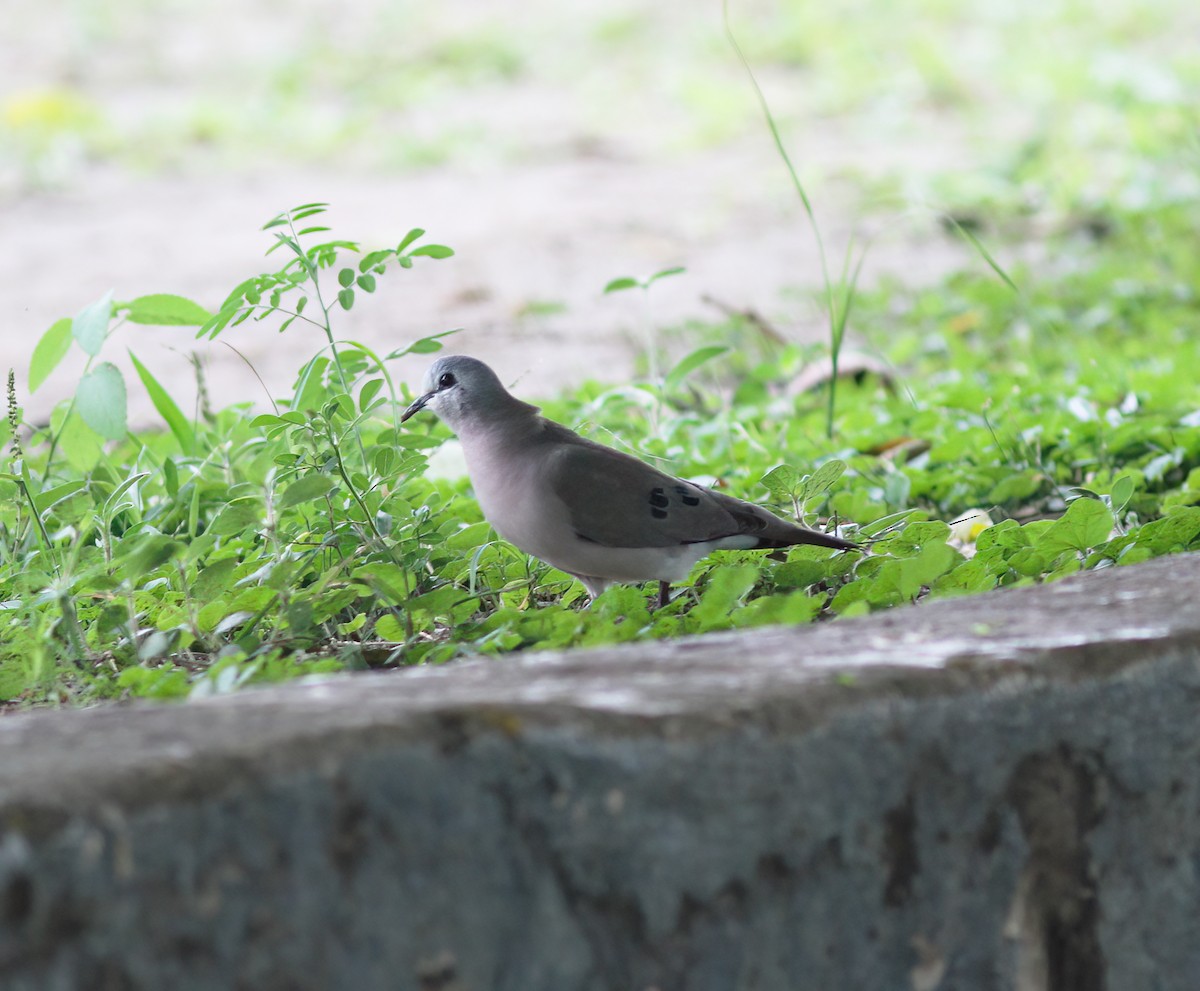 Black-billed Wood-Dove - ML625387099