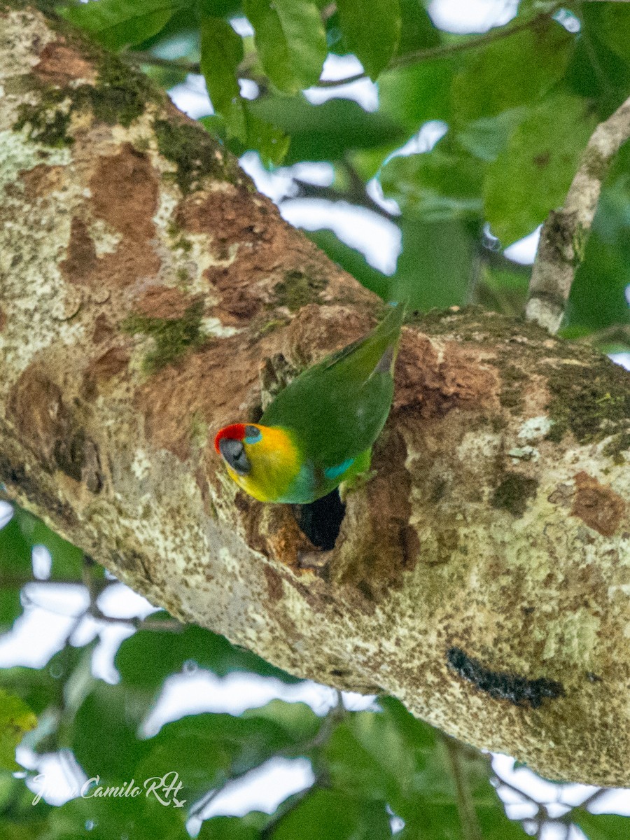 Large Fig-Parrot - ML625387255