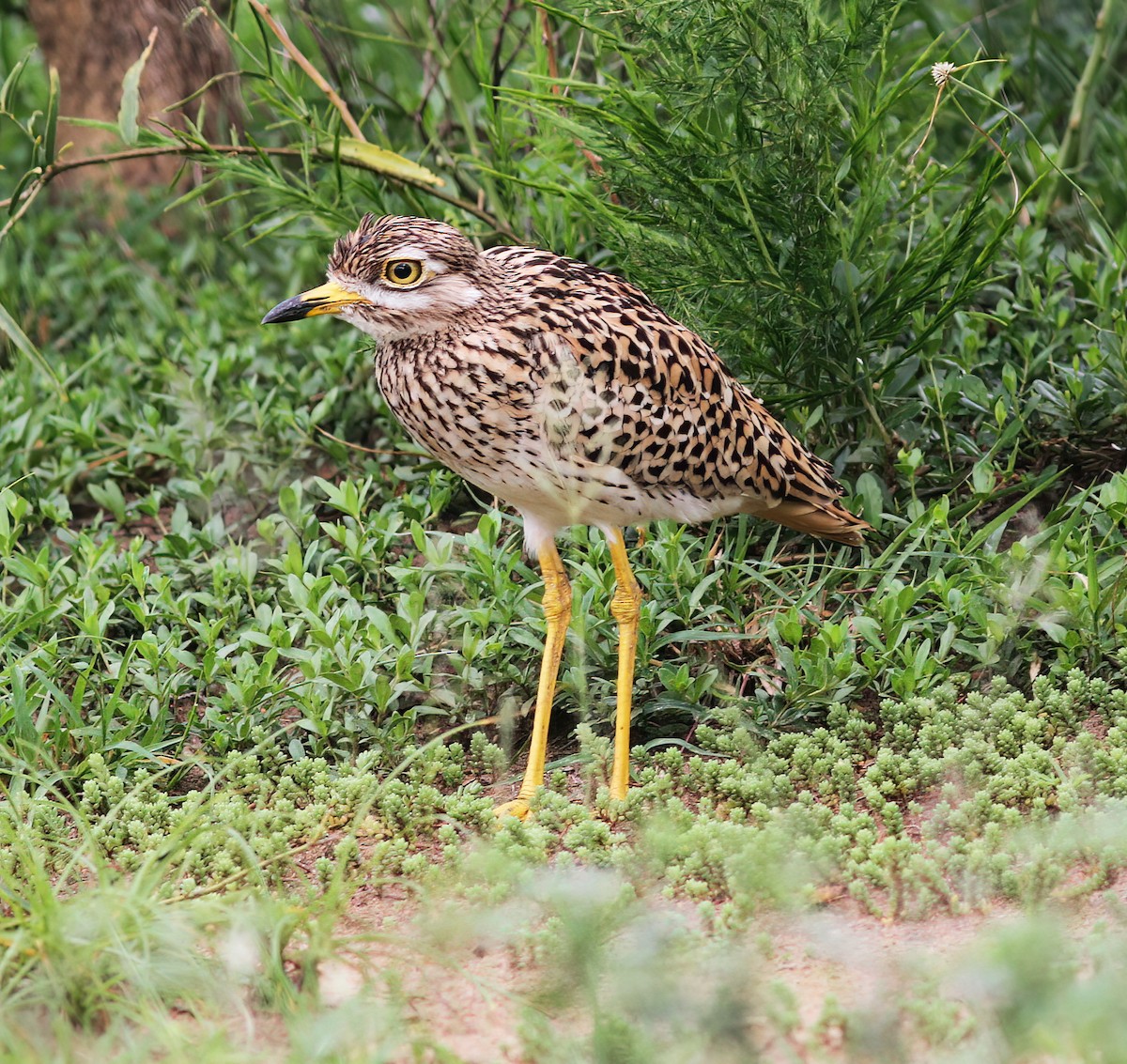 Spotted Thick-knee - ML625387297