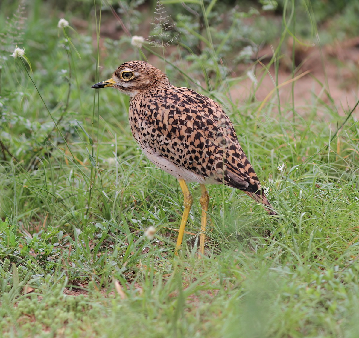 Spotted Thick-knee - ML625387298