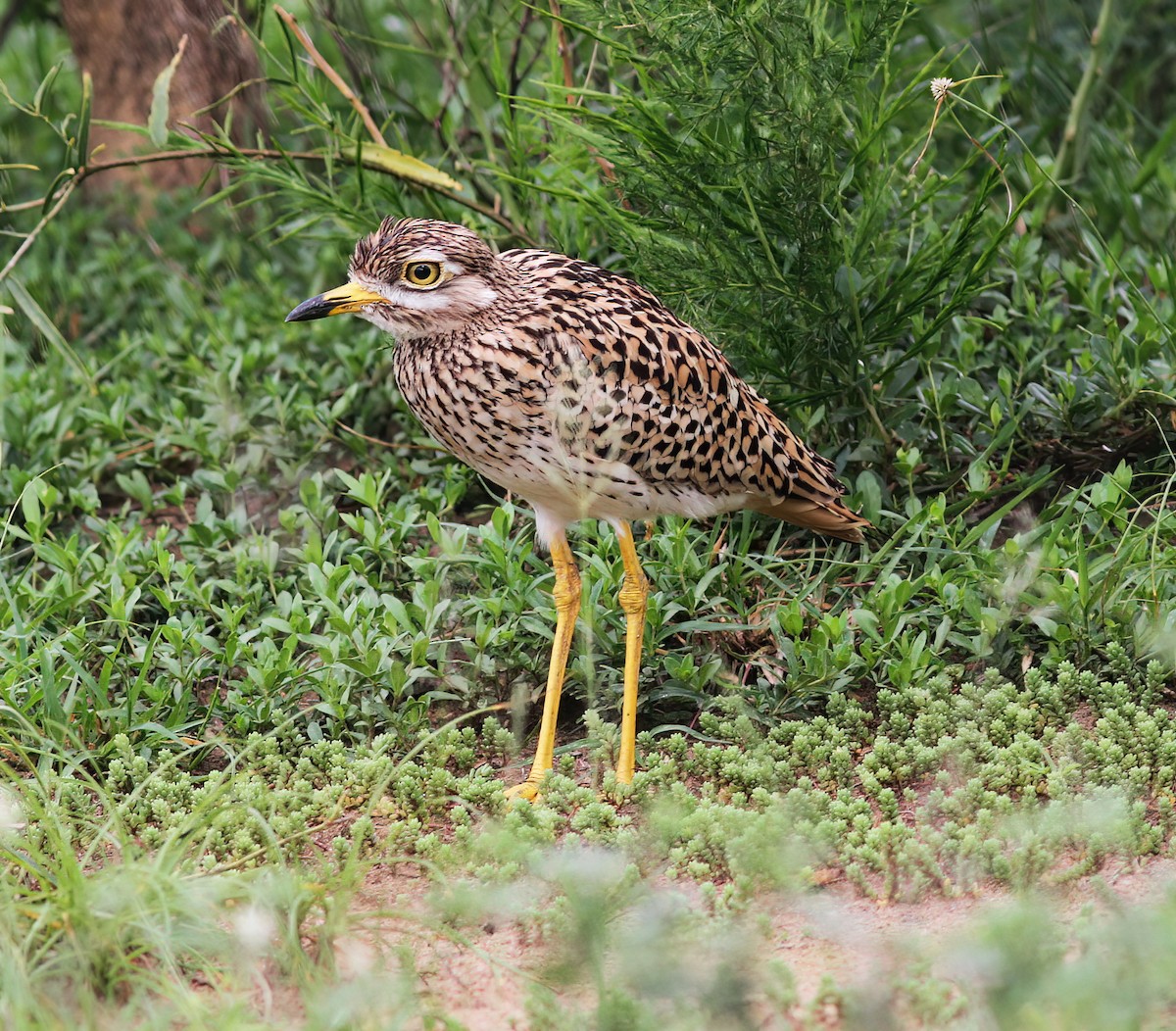 Spotted Thick-knee - ML625387299