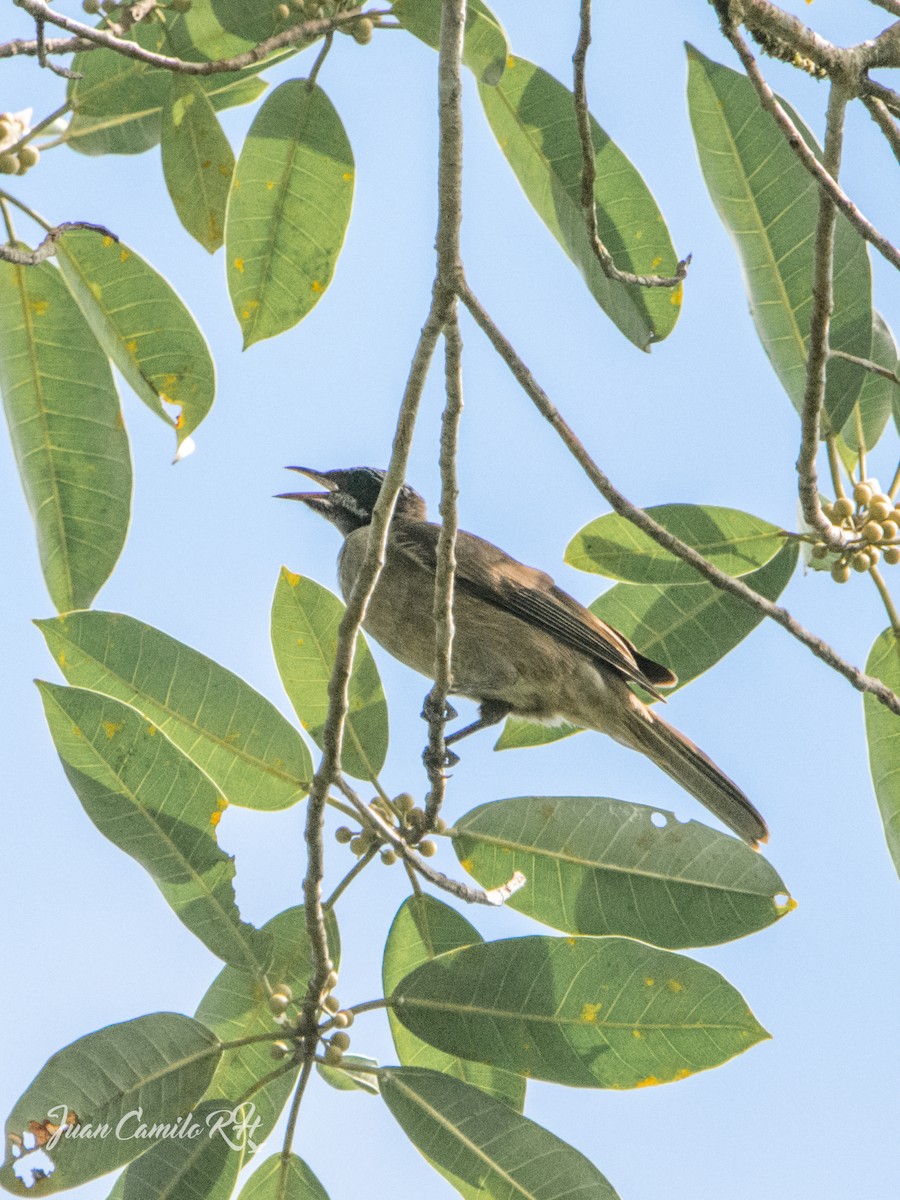 Streak-headed Honeyeater - ML625387356