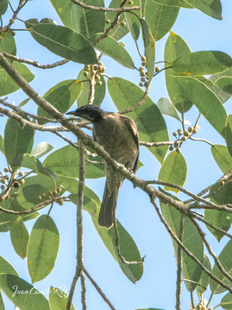 Streak-headed Honeyeater - ML625387357