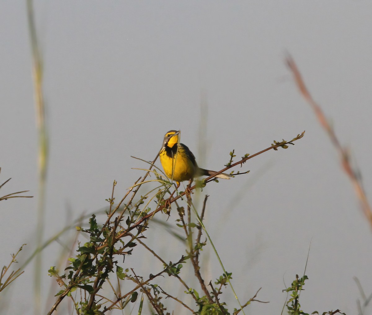 Yellow-throated Longclaw - ML625387413