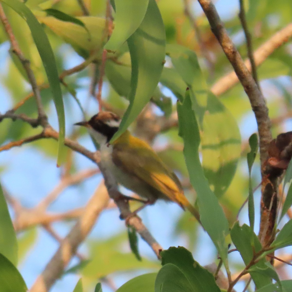 White-throated Honeyeater - ML625387419