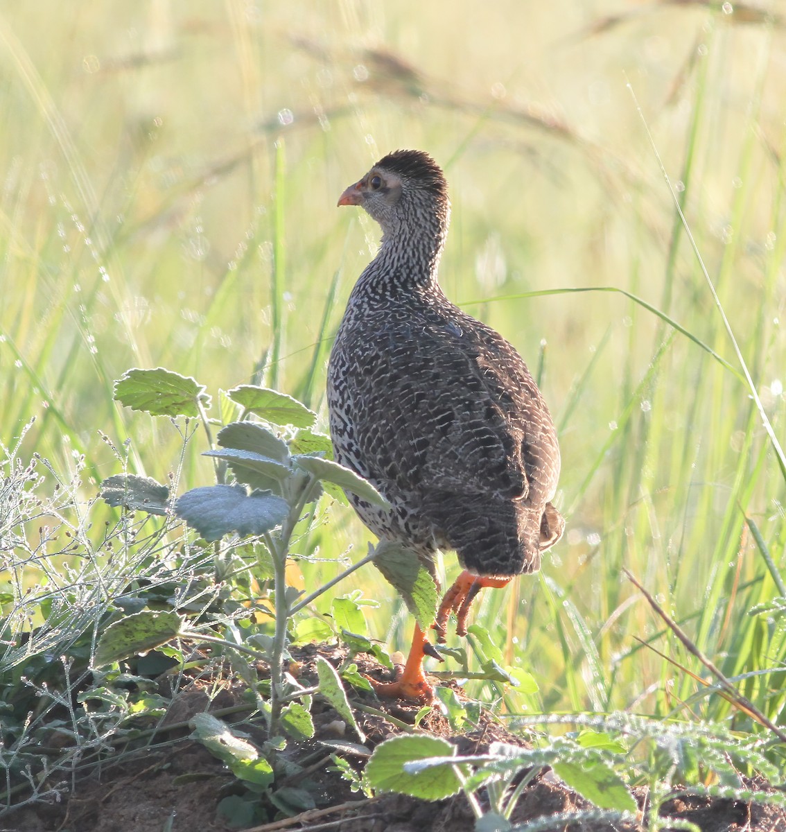 Francolin à bec jaune - ML625387420