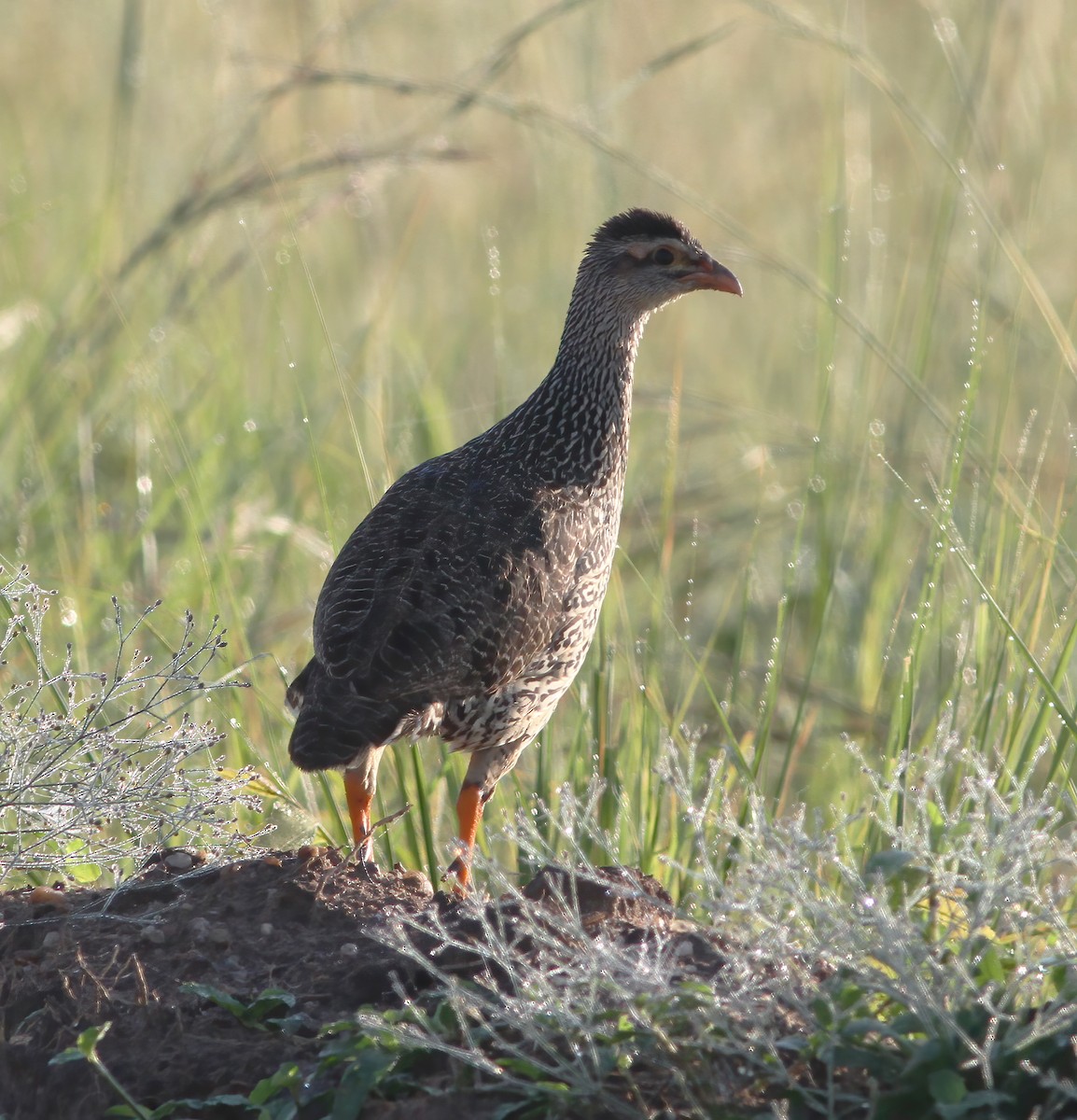 Francolin à bec jaune - ML625387421