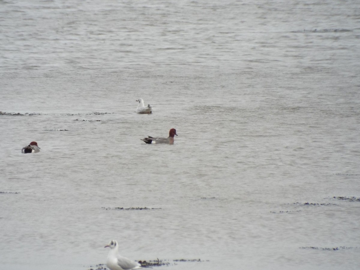 Eurasian Wigeon - ML625387470