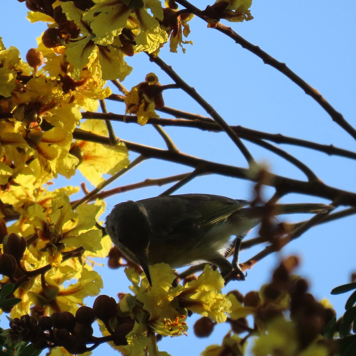 Brown Honeyeater - ML625387556